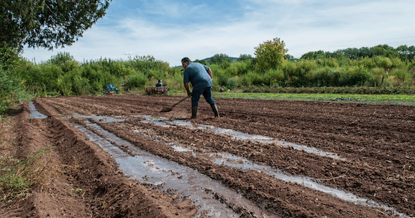 | A man irrigating a field with river water in northern New Mexico | MR Online